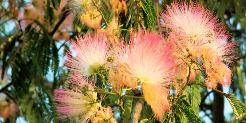 Korsika Seidenbaum in Blüte