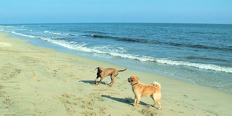 Korsika: Vierbeiner teste bei Ghisonaccia schon mal den Strand. in wenigen Tagen startet die Saison.