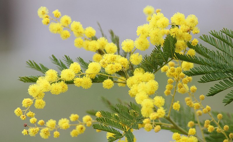 Korsika: Trotz kühlem Wetter blüht der erste Mimosa