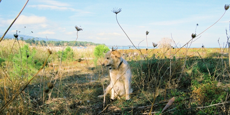 Korsika Solenzara