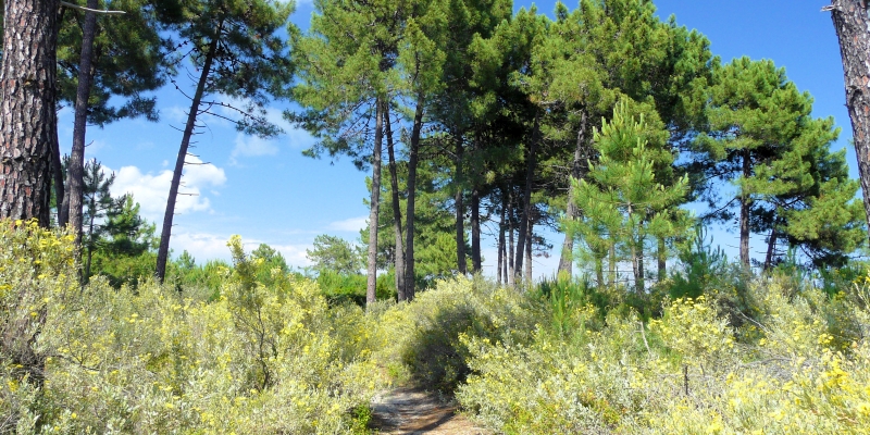Korsika: la forêt de Pinia Ghisonaccia