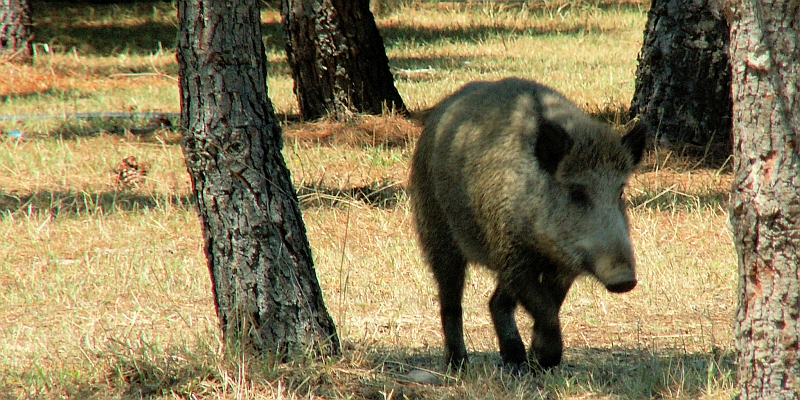Korsika: Wildschweinjagt in Ajaccio